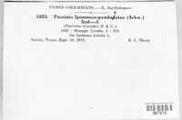 Puccinia ipomoeae-panduratae image